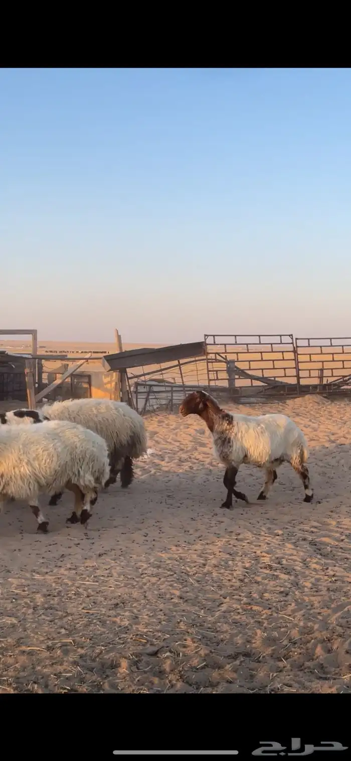 غنم نعيم مراح رغايث بفحولها 44