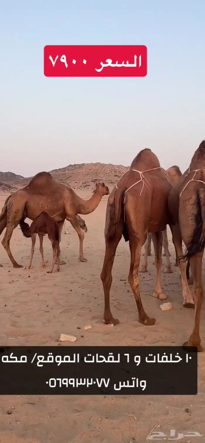 خلفات سواحل 7