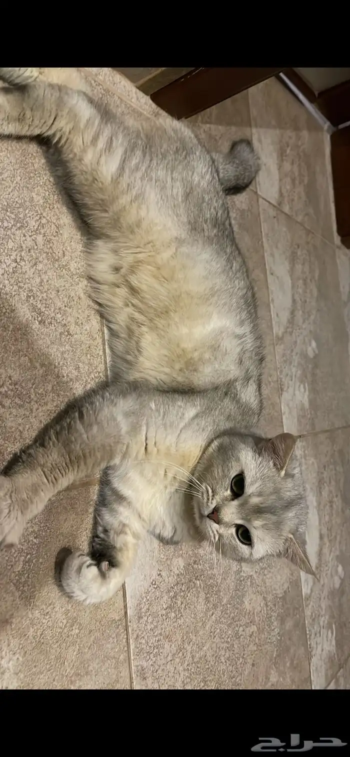 بسة سكوتش للبيع 1