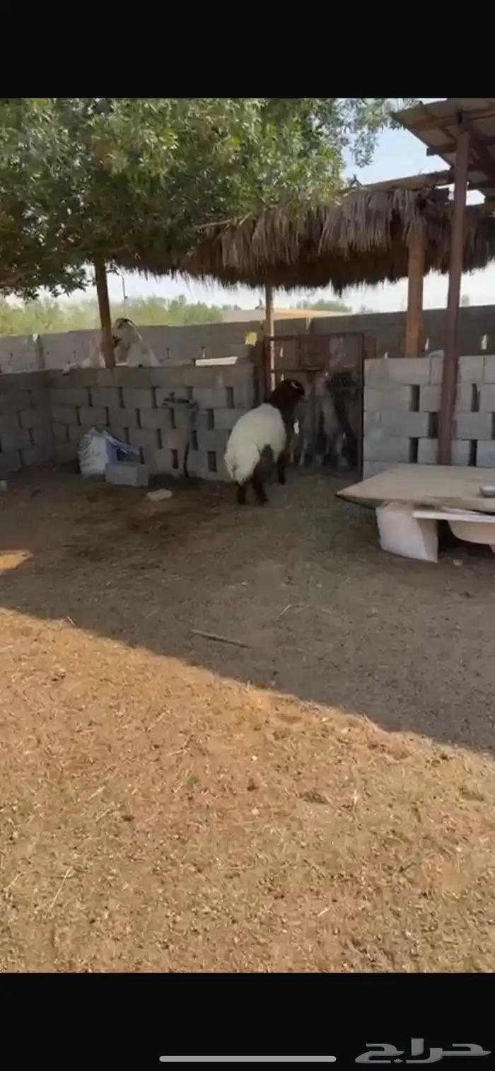 نعيمي فاخر 5