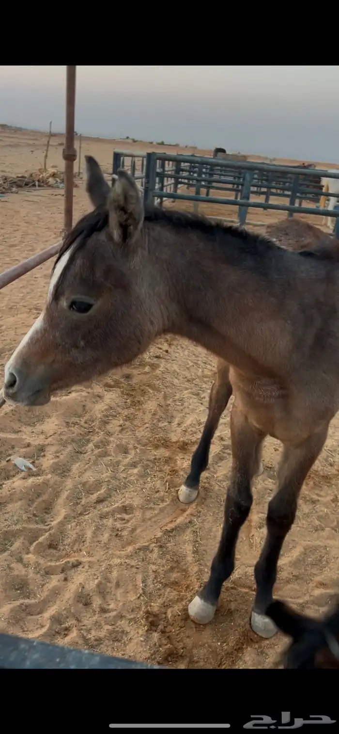 مهره شعبيه دهما 0