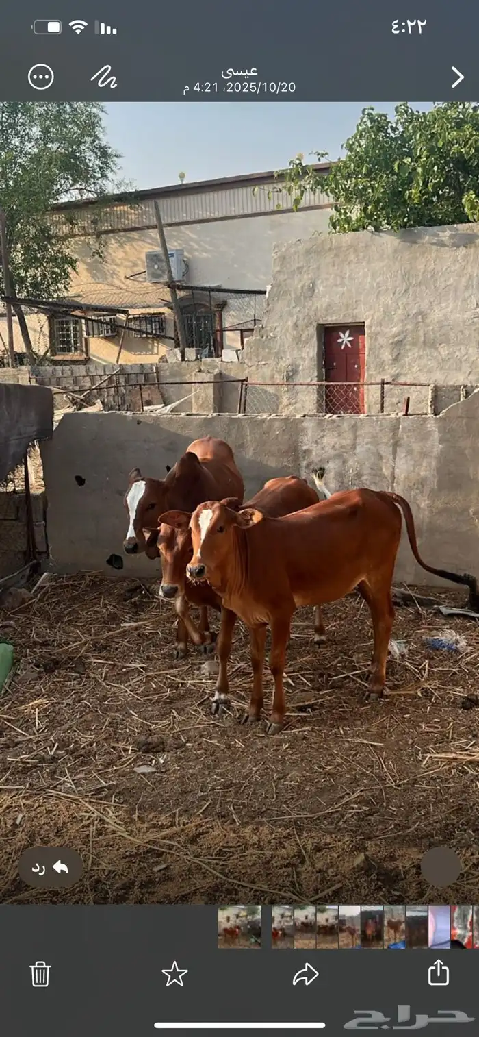 بقر للبيع 2 ذكور و1انثي 0
