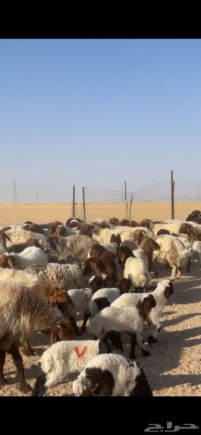 غنم نعيم مراح رغايث بفحولها 16