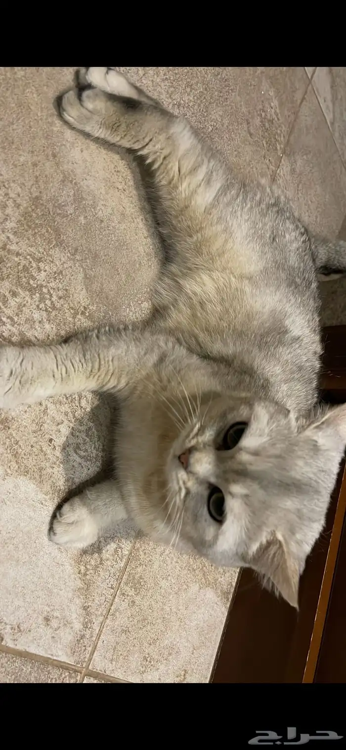 بسة سكوتش للبيع 2