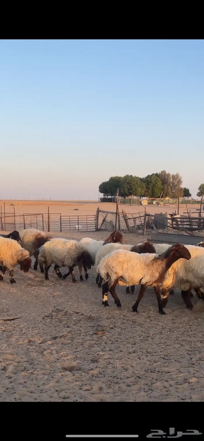 غنم نعيم مراح رغايث بفحولها 41