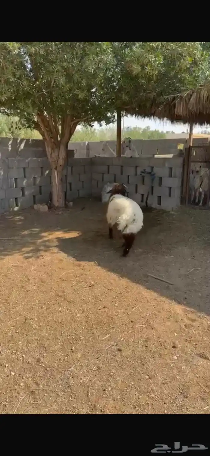 نعيمي فاخر 4