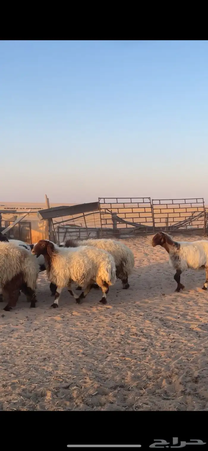 غنم نعيم مراح رغايث بفحولها 2