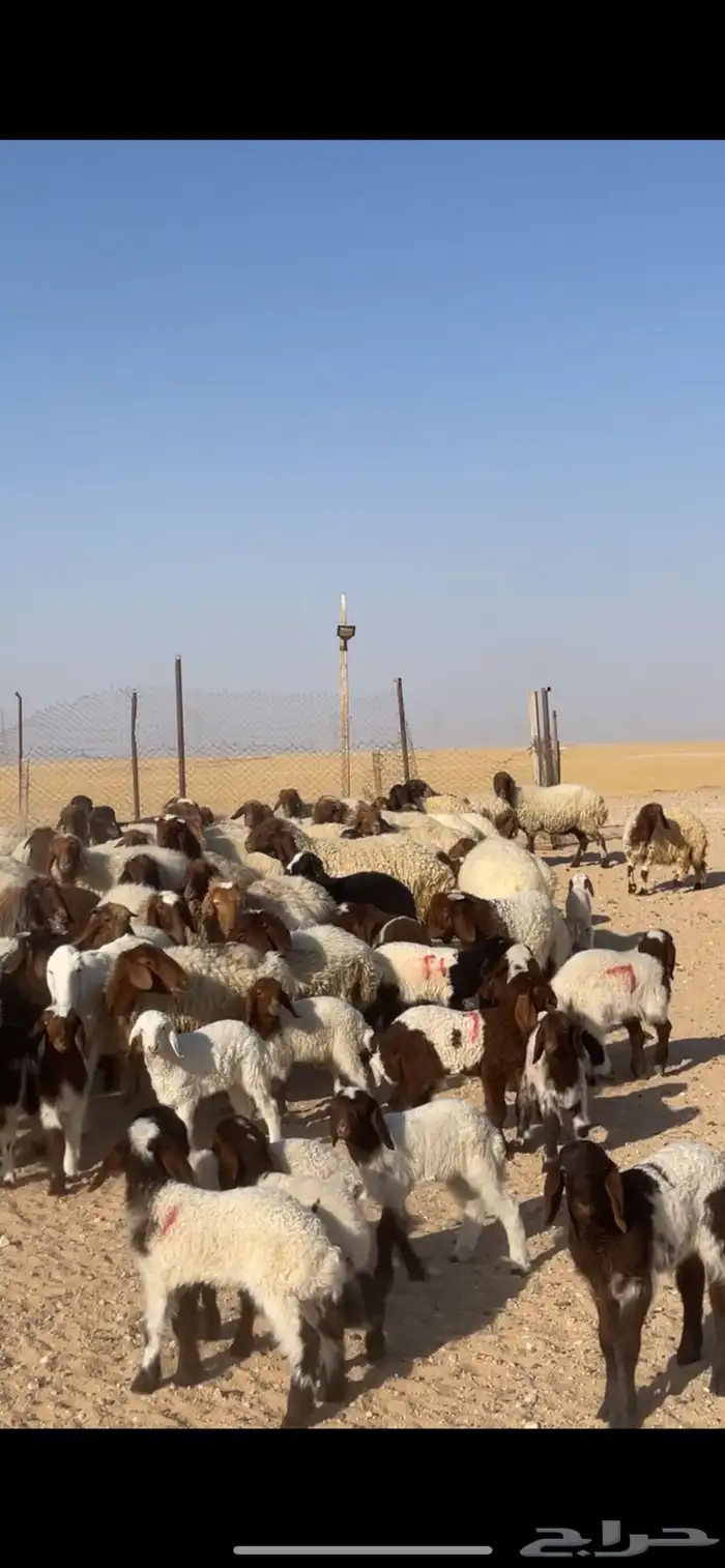 غنم نعيم مراح رغايث بفحولها 31