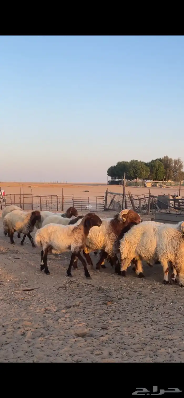 غنم نعيم مراح رغايث بفحولها 42