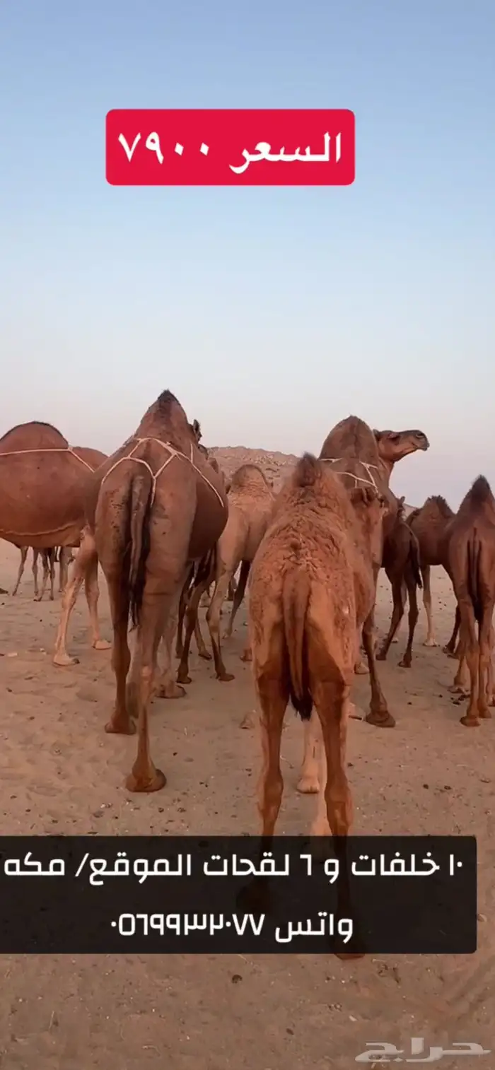خلفات سواحل 5
