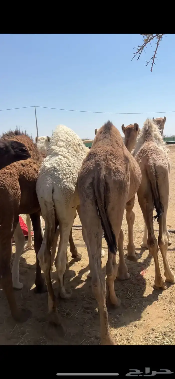 حشوان مناسبات ومبادي 0