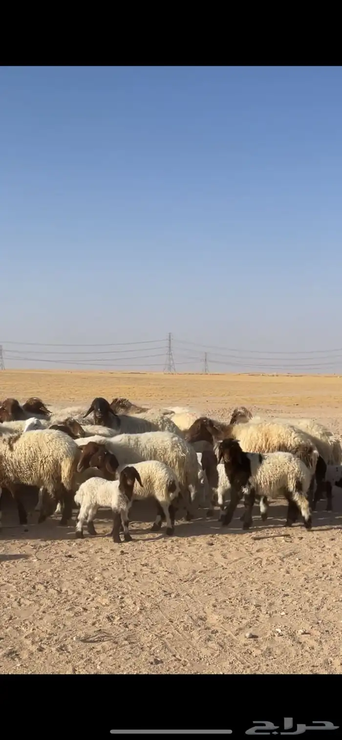 غنم نعيم مراح رغايث بفحولها 22