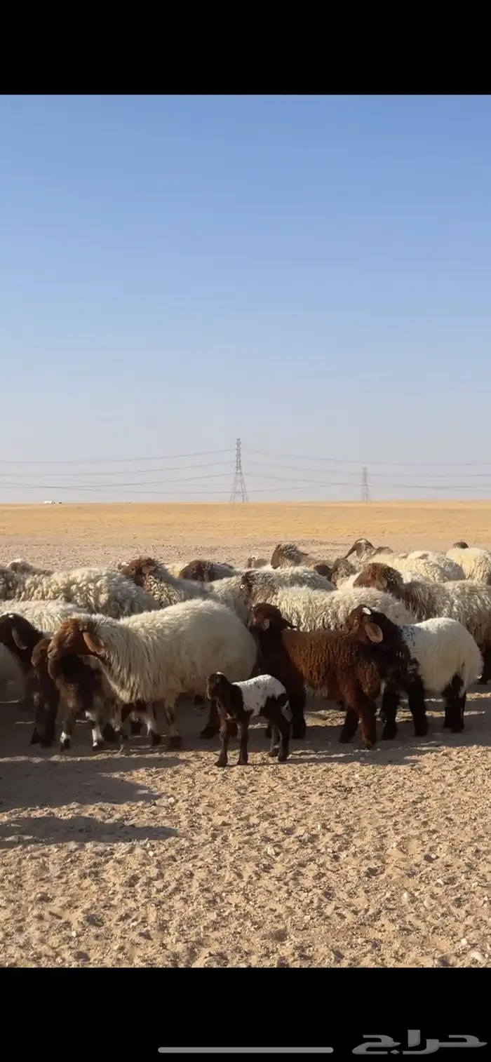 غنم نعيم مراح رغايث بفحولها 19