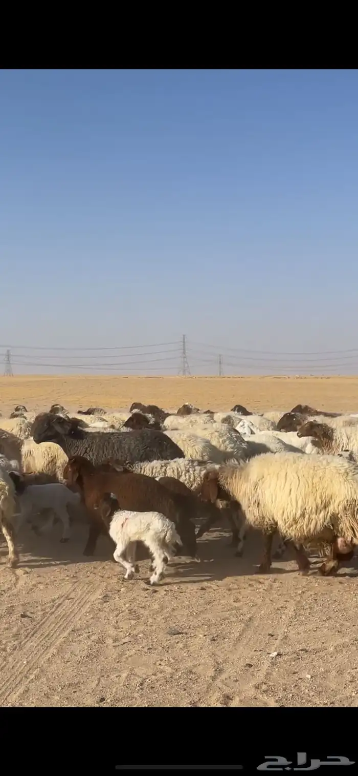 غنم نعيم مراح رغايث بفحولها 35