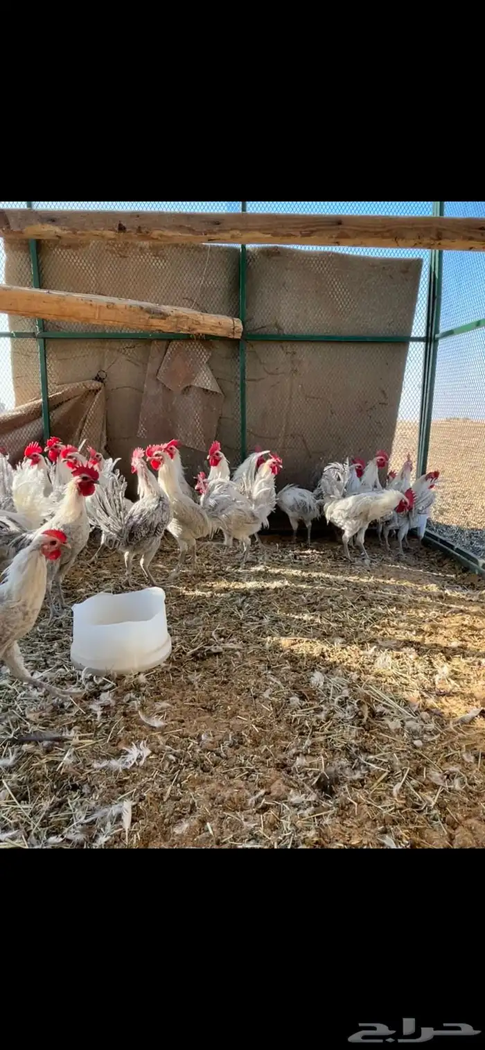 ديوك فيومي الألمنيوم 0