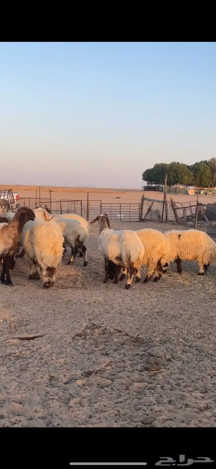 غنم نعيم مراح رغايث بفحولها 37