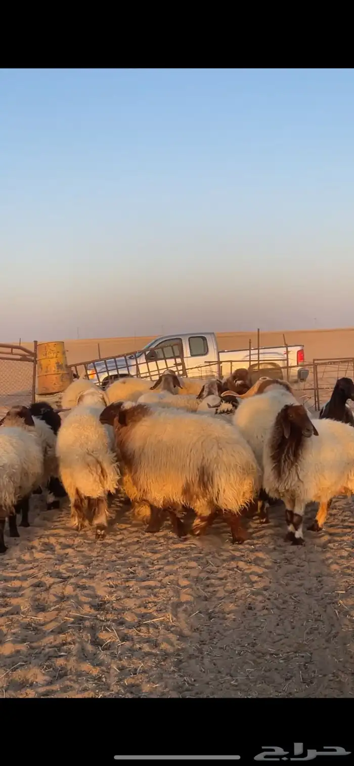 غنم نعيم مراح رغايث بفحولها 47