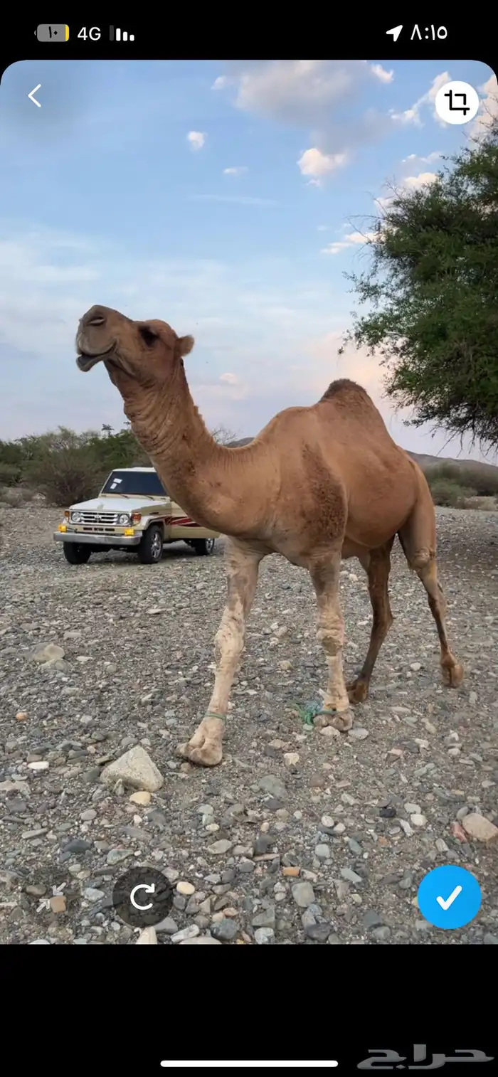 بعير للبيع 4
