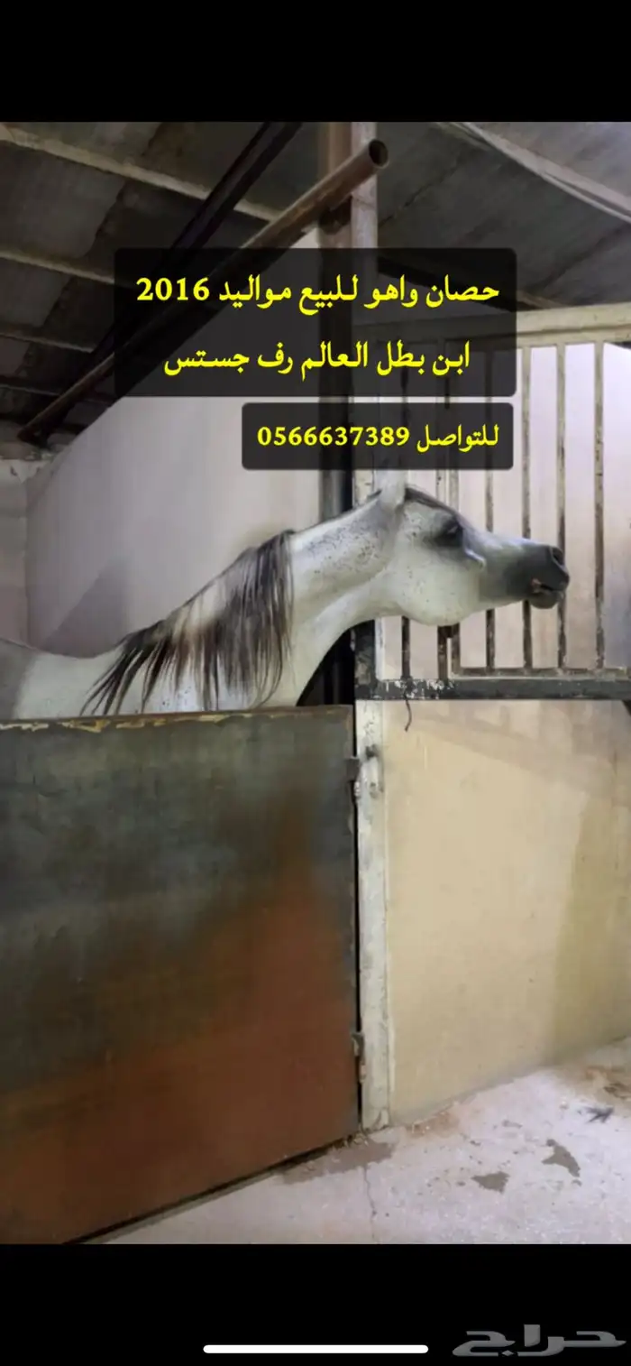 حصان واهو شيخ للبيع 0