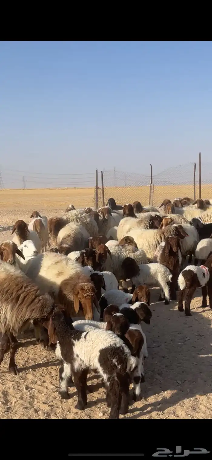 غنم نعيم مراح رغايث بفحولها 14