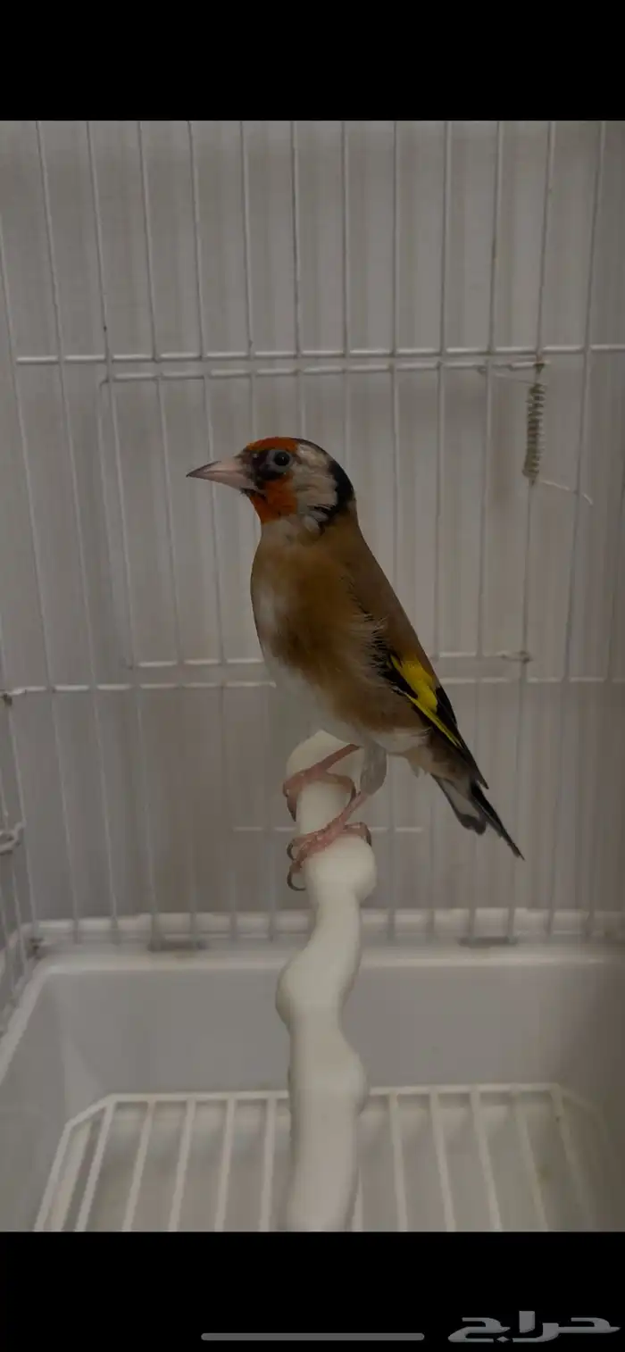 حسون سوري((تم البيع)) 0