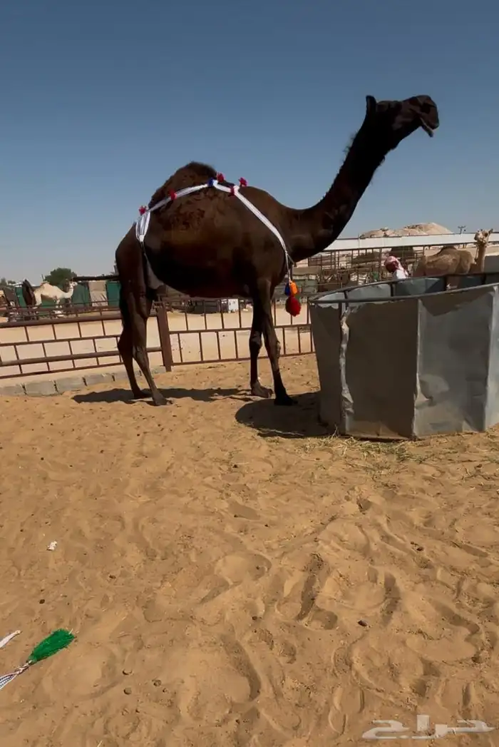 ضروبه فاخره ناقه جمل من عشاير العام 0