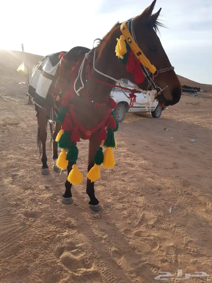 زينه خيل حجم كبير وفيه حسب 0
