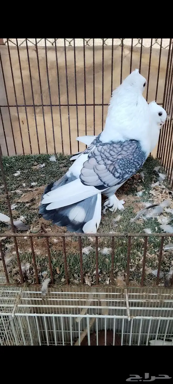 للبيع جوز حب الرمان 2