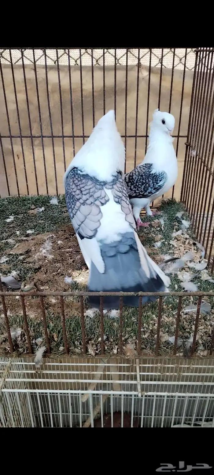 للبيع جوز حب الرمان 1