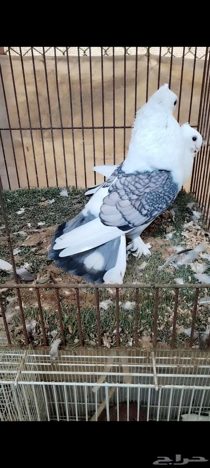 للبيع جوز حب الرمان 3