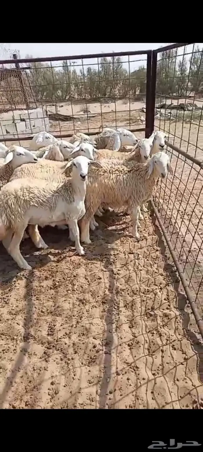 للبيع لكزس رخال حريات صنف 2