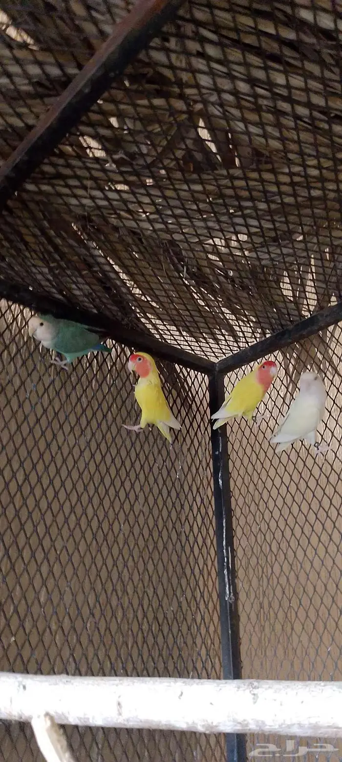 يوجد عدد طيور روز ثلاث اناث و اثنين ذكر -حي البستان الحليله 0