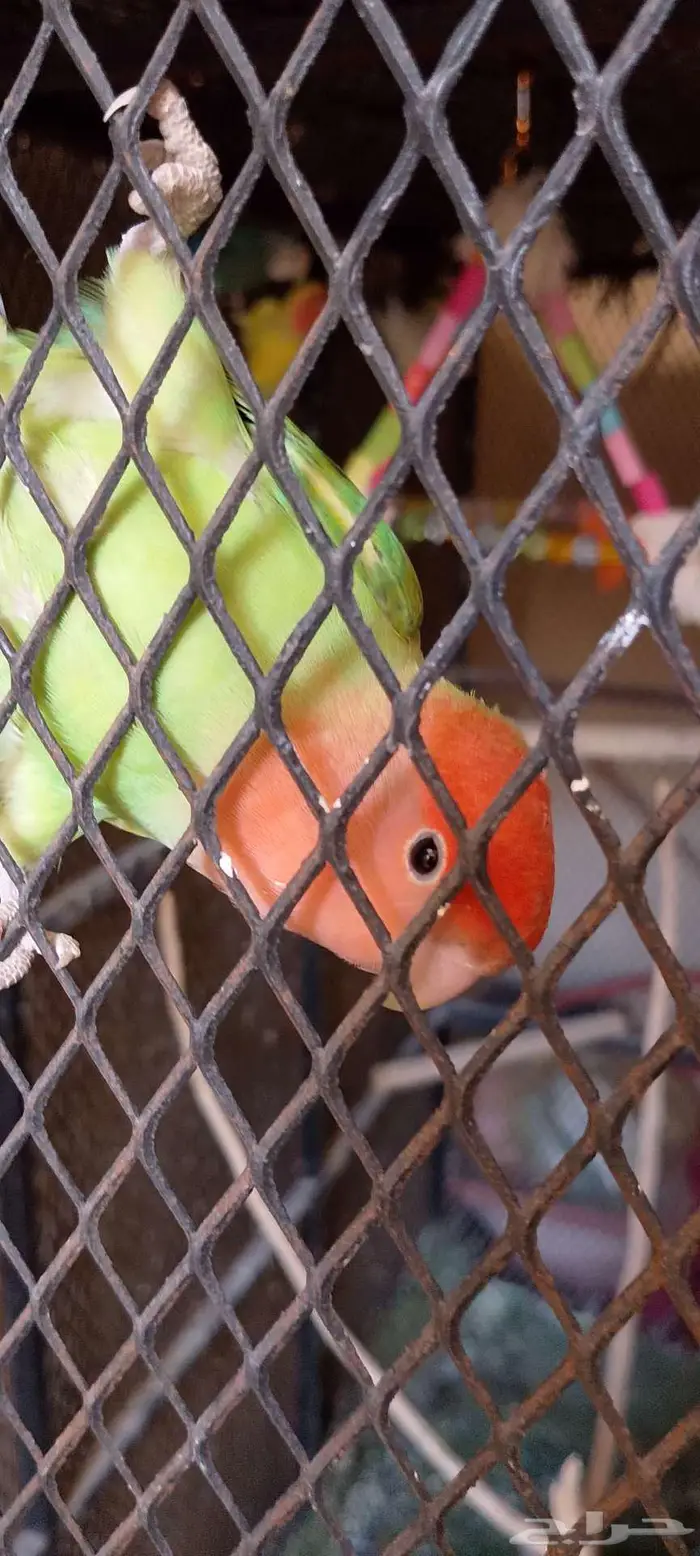 يوجد عدد طيور روز ثلاث اناث و اثنين ذكر -حي البستان الحليله 1