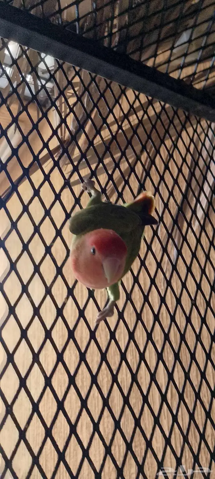 يوجد عدد طيور روز ثلاث اناث و اثنين ذكر -حي البستان الحليله 2