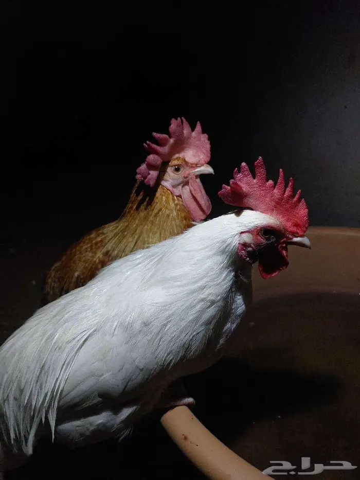 ديوك بصحة جيدة للبيع 1