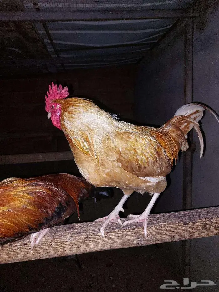 ديوك بصحة جيدة للبيع 2