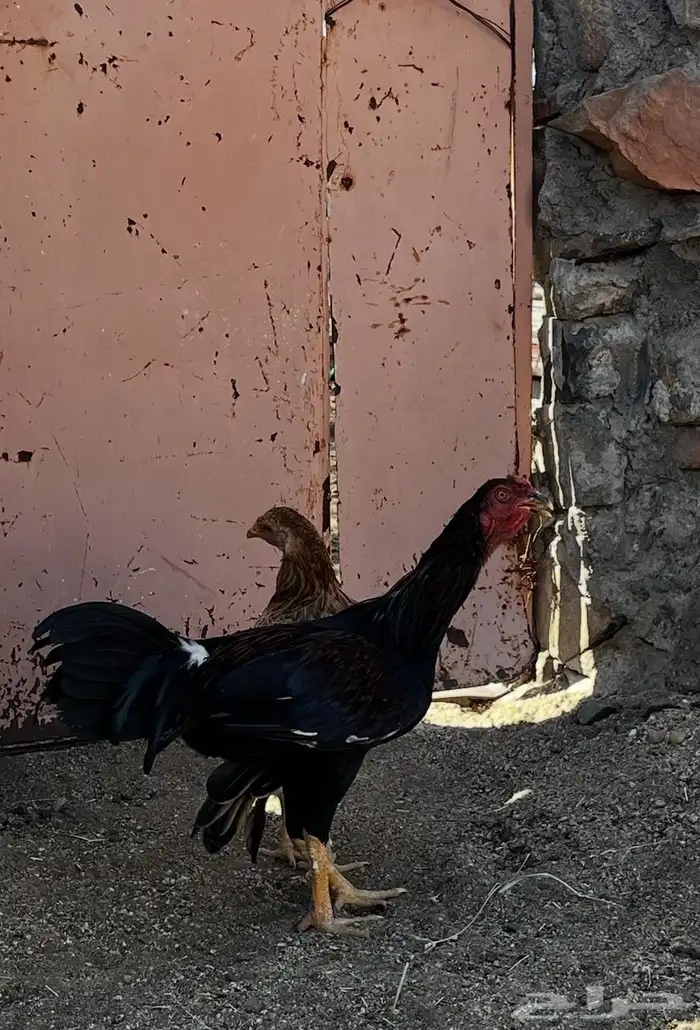 ديوك 2