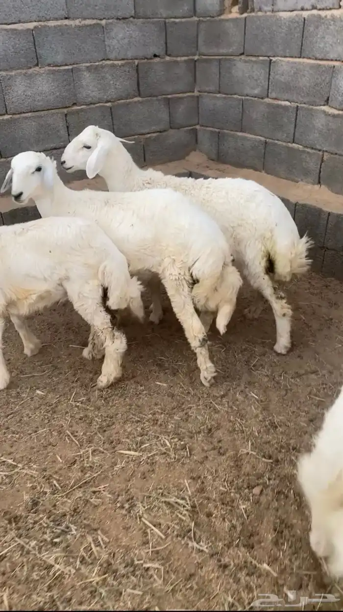 طلي ذبيحه طليان ذبايح 0