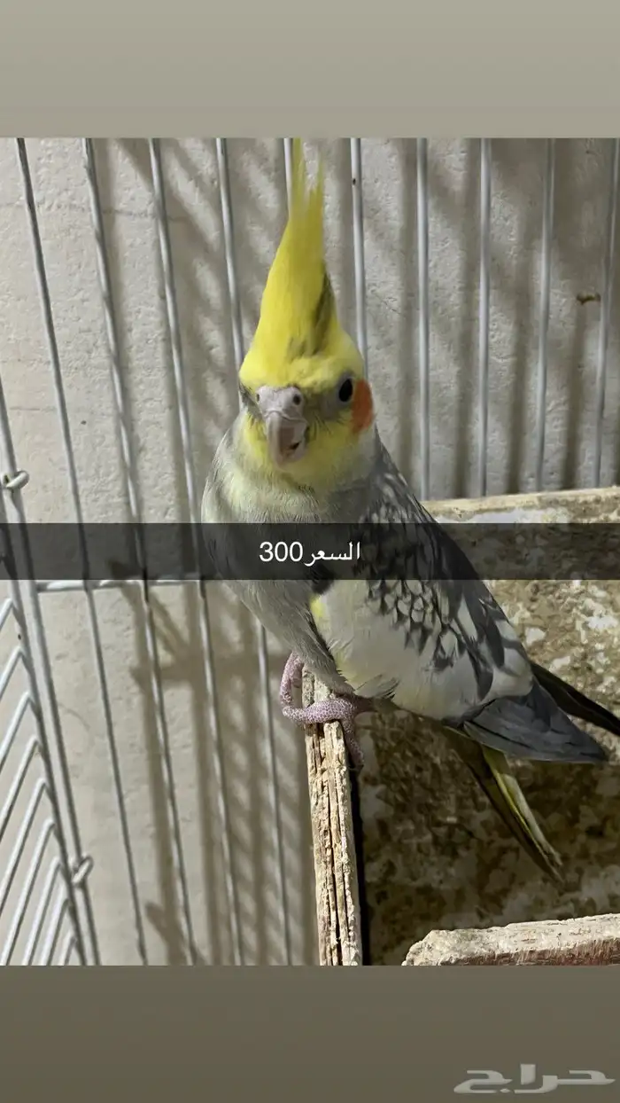 ذكور كروان 2 0