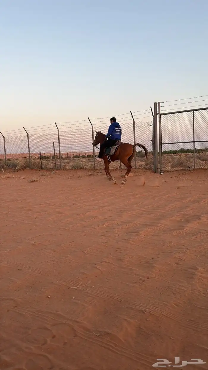 احصان شعبي 2