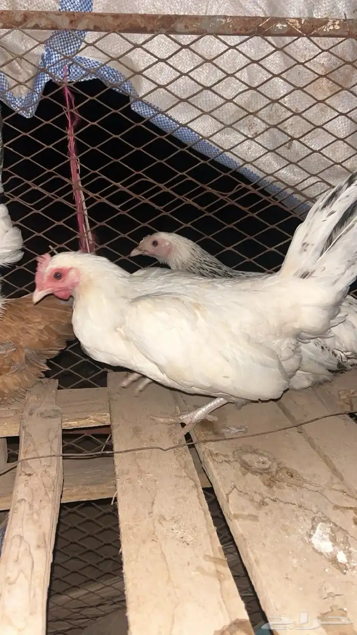 دجاج فرنسي 1