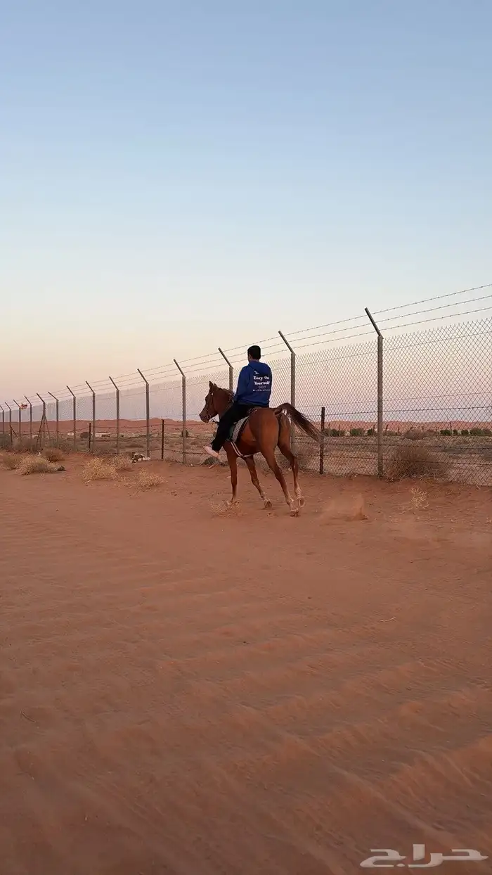 احصان شعبي 3