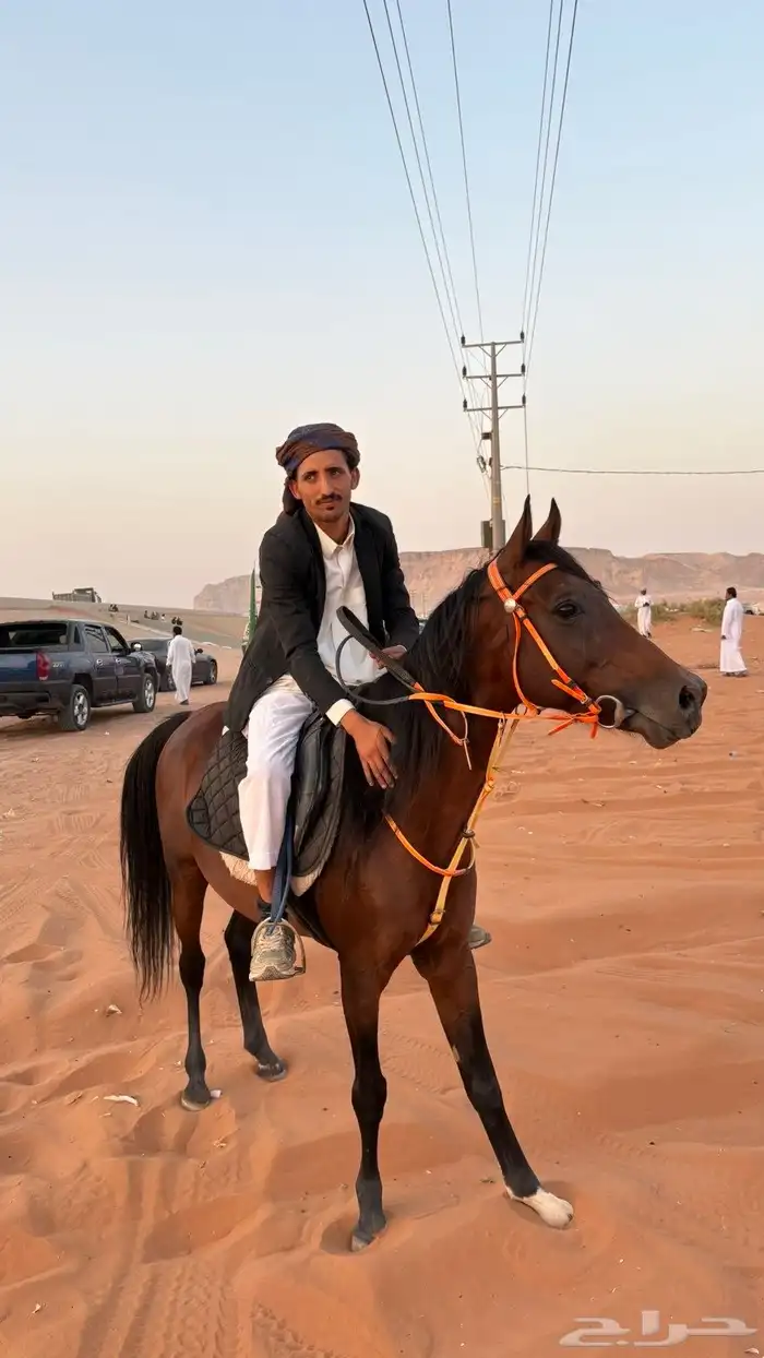 حصان الشتاء 0