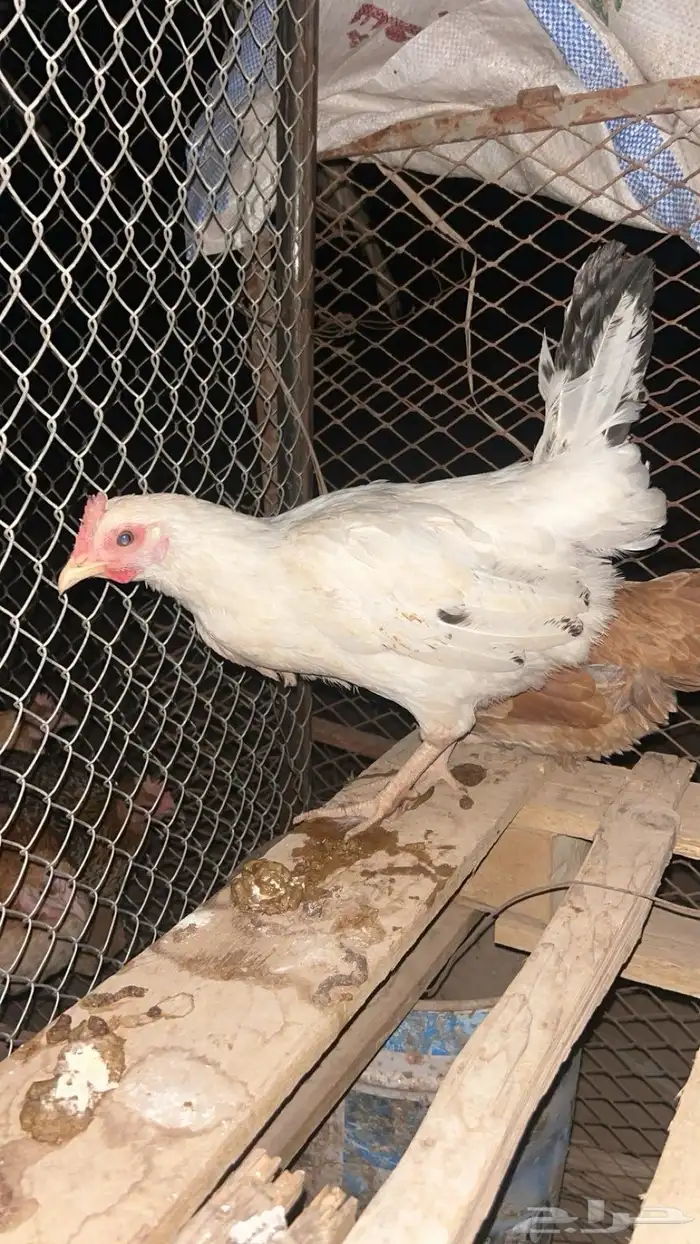 دجاج فرنسي 2