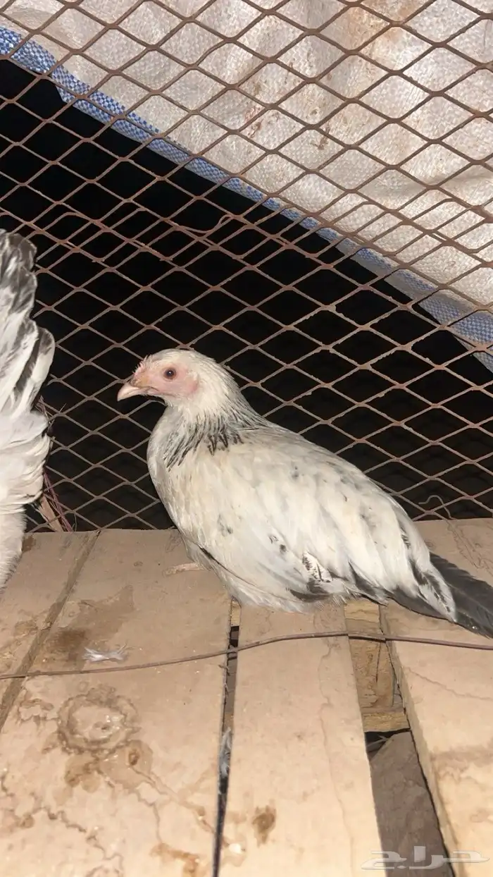 دجاج فرنسي 0