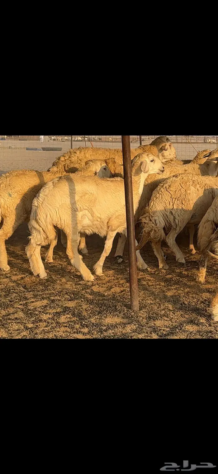 حريات حرش عمودها رخال 35 بالفحل 6