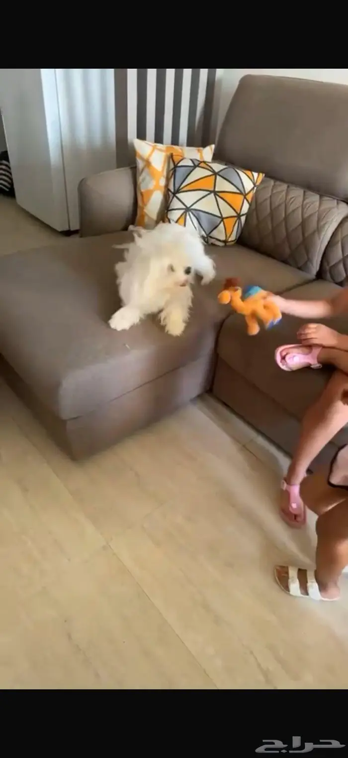 كلاب مالتيز للبيع 1