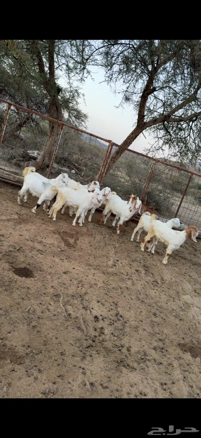 تيوس وعنقان للبيع 0