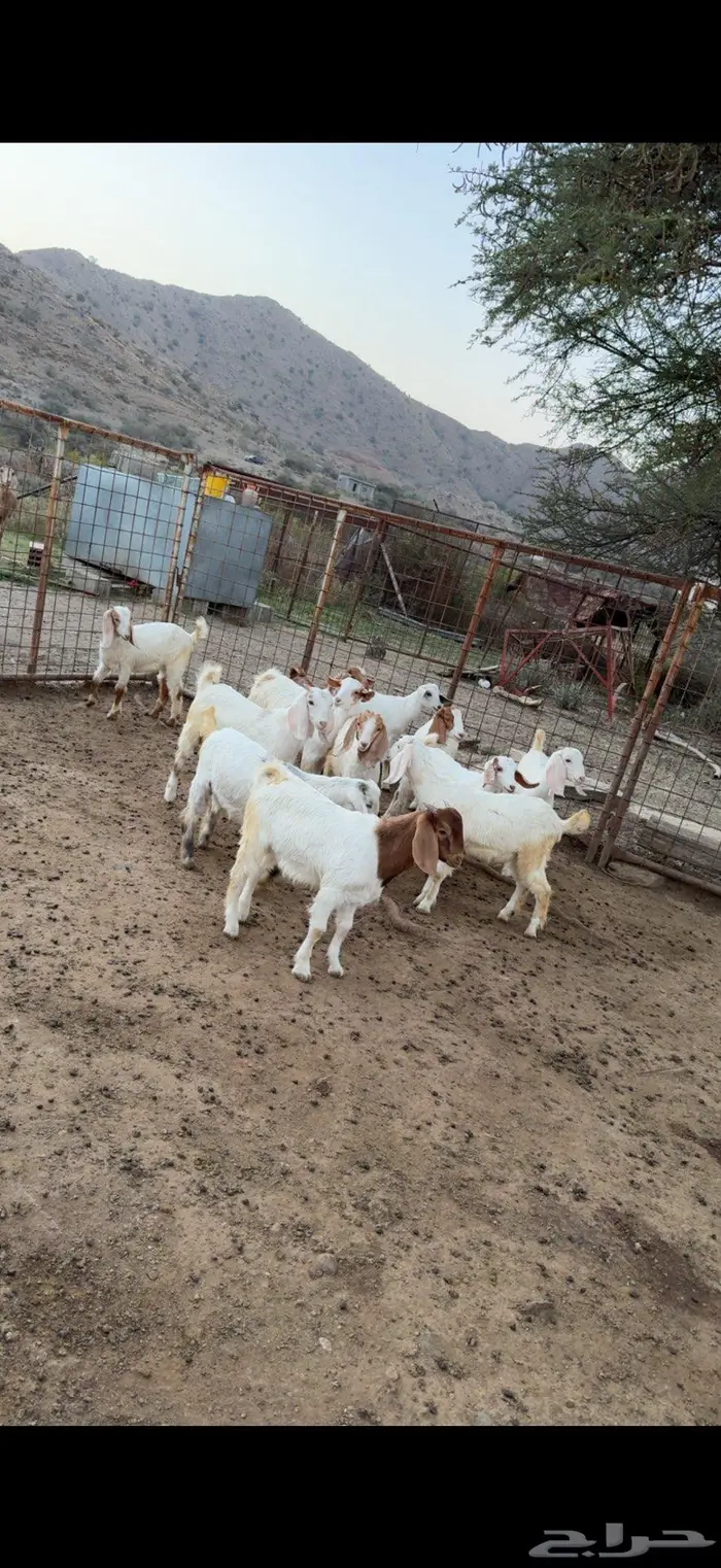 تيوس وعنقان للبيع 3