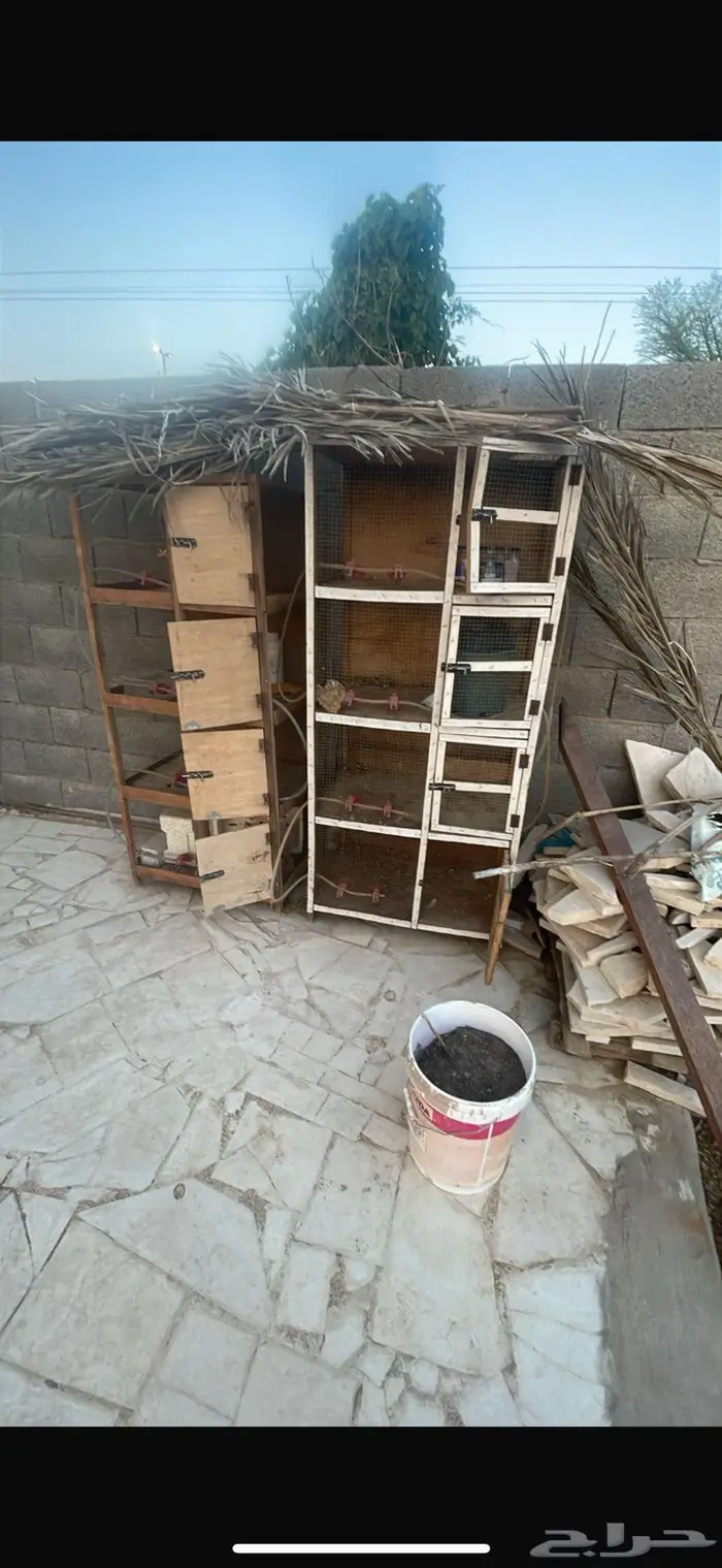 شبوك دجاج 0